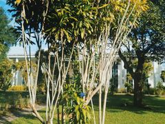 -中国科学院西双版纳热带植物园