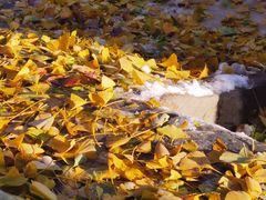 -VOYAGE COFFEE(北锣鼓巷店)