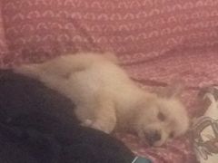 -芭比堂动物医院·犬猫全科·异宠专科(雁塔分院)