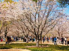 -西北湖绿化广场