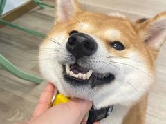 -柴迷FANS CLUB·柴犬狗咖·猫咖