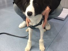 -伟伟宠物医院·CT影像中心·瑞派犬猫综合性门诊(汉口总院)