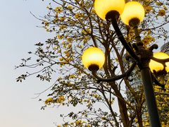 -洲头咀公园
