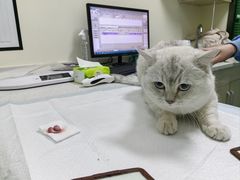 -天宠宠物医院24小时·急重症诊疗中心·全科·腔镜特色(和平分院)