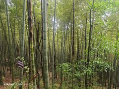 -上海佘山国家森林公园天马山园