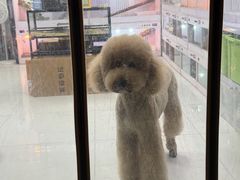 -中环花鸟鱼虫市场