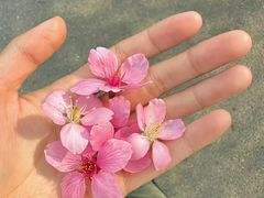 -首尔朴宝·炭火烤肉(五角场店)