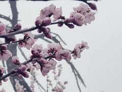 -华山风景名胜区