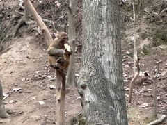 -黔灵山公园