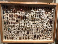 -墨尔本博物馆(Melbourne Museum)