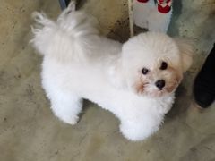 -PETKIT小佩宠物·低压洗护(国顺东路店)