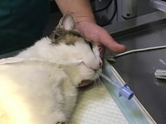 -惠康宠物医院(华能路店)