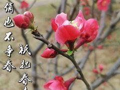 -杭州植物园