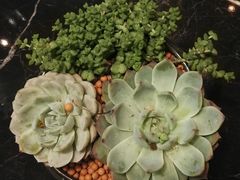 -上海雅居乐万豪侯爵酒店