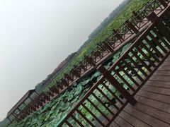 -荷塘月色湿地公园·向阳花洲