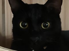 -伟伟宠物医院·CT影像中心·瑞派犬猫综合性门诊(汉口总院)
