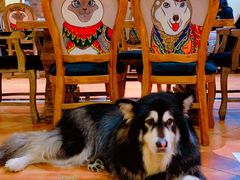 -more than meow吴止猫主题餐厅(承德 中船汇店)