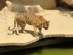 -无锡动物园·太湖欢乐园