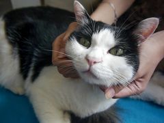 -Anne猫窝咖啡屋