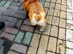 -PETKIT小佩宠物·低压洗护(国顺东路店)