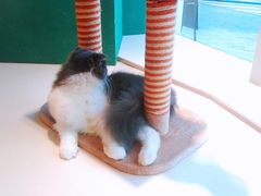 -飞行喵MR PILOT|猫舍·猫咖(静安大融城店)