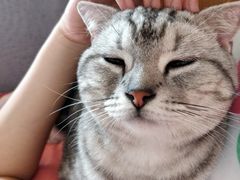 -瑞派·关忠动物医院·猫专科·犬专科(三环新城店)