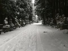 -武陵山森林公园