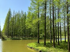 -黄海国家森林公园
