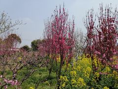 -南汇桃花村