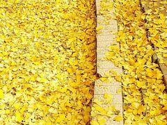 -四川大学(华西校区)