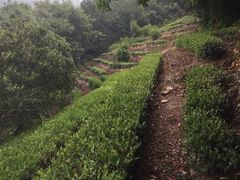 -西山樟坞健康果园枇杷杨梅采摘