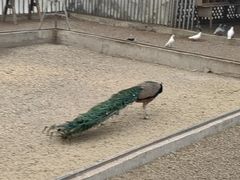-木兰围场