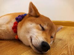 -柴犬小屋·柴餐厅·狗咖食堂(金鼎广场店)