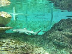 -北戴河圣蓝海洋公园