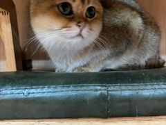 -MOCHA明星猫咖(田子坊店)