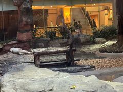 -白虎自助餐厅·真老虎·景观自助餐厅(广州长隆酒店)