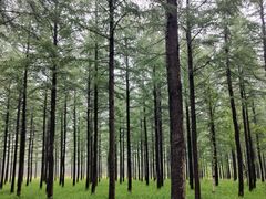 -塞罕坝国家级自然保护区