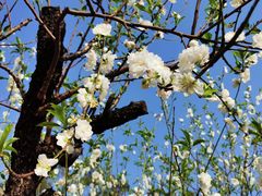 -南国桃园旅游度假区