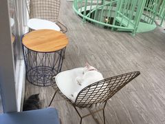 -有猫主题·治愈系猫咖(曾厝垵店)