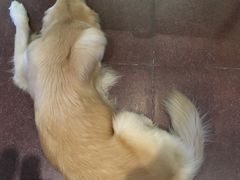 六六-百好乐宠物友好餐厅(朝外大街店)