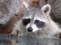 -杭州野生动物世界