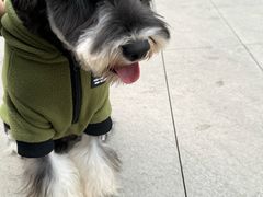 -帕帕拉兹宠物(亚洲旗舰店)