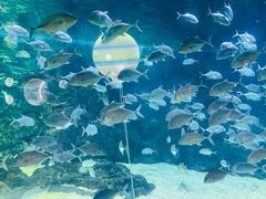 -烟台海昌鲸鲨海洋公园