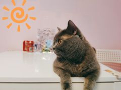-我爱猫咪·猫咖·狗咖·安哥拉兔·羊驼咖(小寨华旗店)