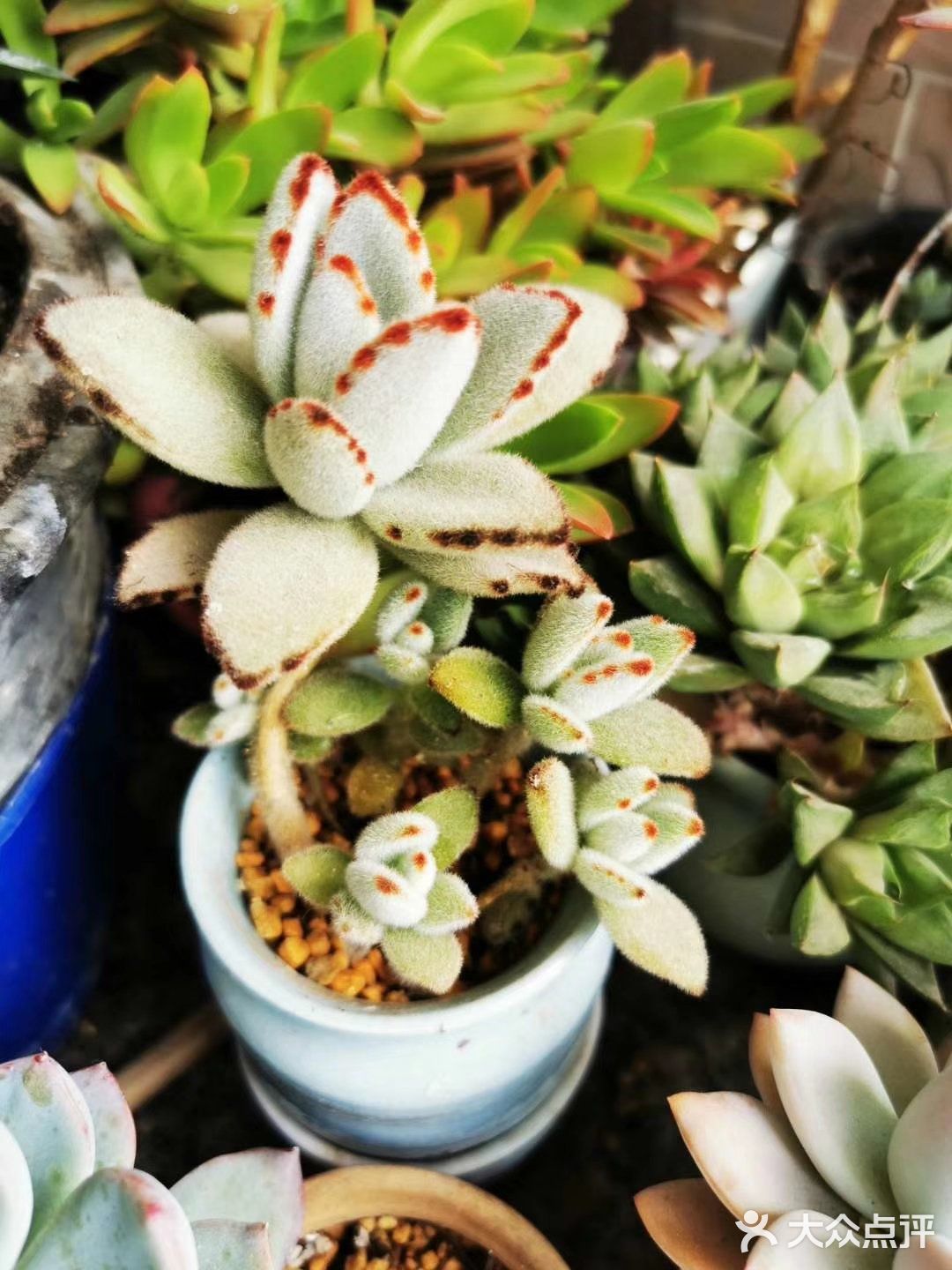 多肉植物园