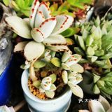 多肉植物园