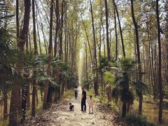 -合肥滨湖国家森林公园