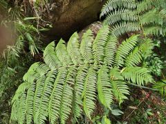 -海南热带雨林国家公园吊罗山景区