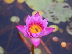 -中国科学院华南植物园