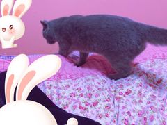 -菲丽丝宠物医院·24小时·猫科中心·免疫点(淮海分院)